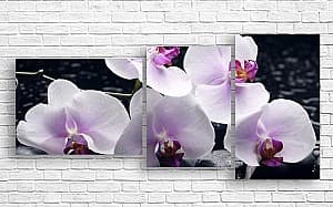 Модульная картина Art.Desig Cветлая Орхидея на темном фоне_2