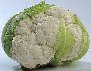 Seminte de conopida Kitano Seeds Misora F1