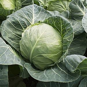 Seminte de varza alba Kitano Seeds Kanayama F1