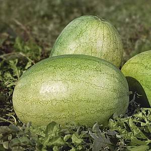 Seminte de pepene verde Kitano Seeds KS 1819 F1