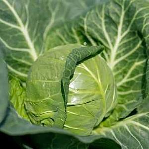 Seminte de varza alba Rijk Zwaan LUCYMA F1