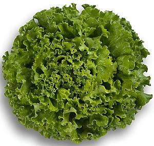 Seminte de salata Rijk Zwaan Partition RZ