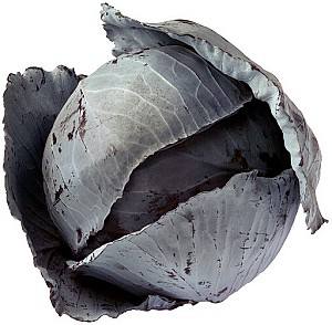 Seminte de varza rosie Rijk Zwaan Rodima  F1