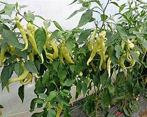 Seminte de ardei Rijk Zwaan Yanka F1