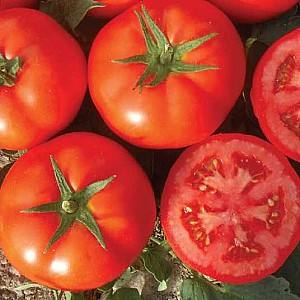 Seminte de rosii Nongwoo Bio Bueno F1