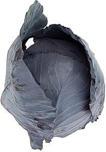 Seminte de varza rosie Rijk Zwaan Redma  F1