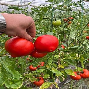 Seminte de rosii Rijk Zwaan Costared F1