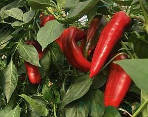 Seminte de ardei Rijk Zwaan Vitalica F1