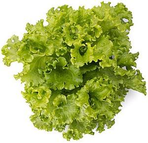 Seminte de salata Rijk Zwaan Aficion RZ