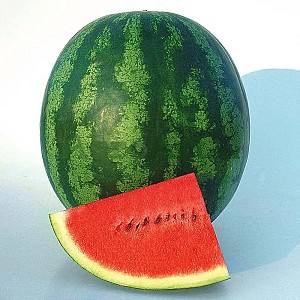 Seminte de pepene verde Known-You Seed Magnifica F1