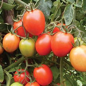 Seminte de rosii Nongwoo Bio Clara F1