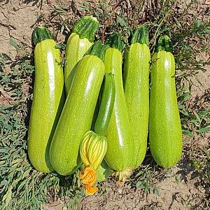 Seminte de dovlecel Nongwoo Bio NWSQ1792 F1