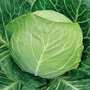 Seminte de varza alba Nongwoo Bio Baggins F1