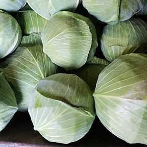 Seminte de varza alba Nongwoo Bio Lotto F1