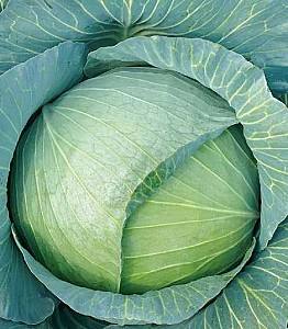 Seminte de varza alba Nongwoo Bio Green Sapphire F1