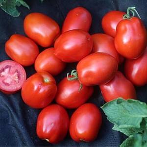 Seminte de rosii Clause Olivenza F1