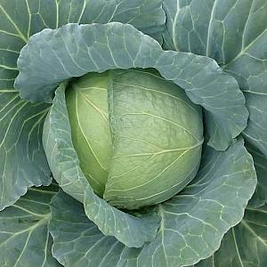 Seminte de varza alba Kitano Seeds Honka F1