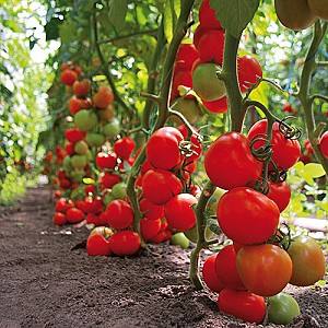 Семена помидор Kitano Seeds Тайлер F1