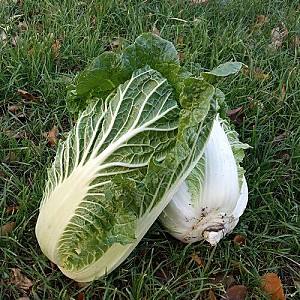 Seminte de varza chinezeasca Nongwoo Bio Anaco F1