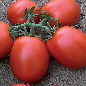 Семена помидор Clause Раван F1