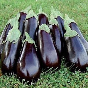 Seminte de vinete Hazera Aragon F1