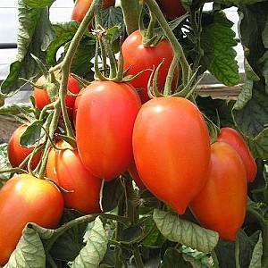 Семена помидор Clause Колибри F1