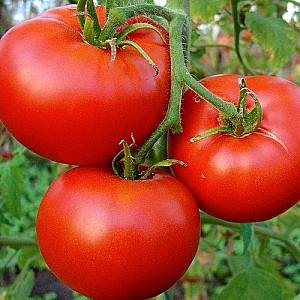 Seminte de rosii Clause Cristal F1