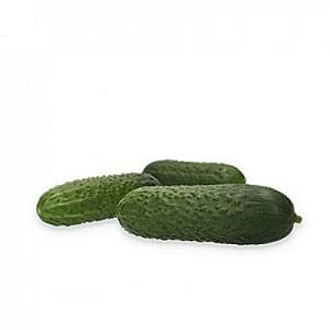 Семена огурца Rijk Zwaan Илонара F1