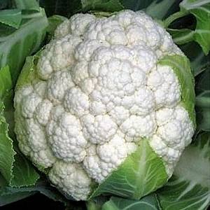 Seminte de conopida Hazera Ferrara F1