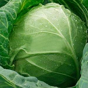 Seminte de varza alba Clause Sir F1