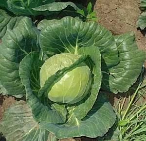 Seminte de varza alba Rijk Zwaan Adema F1