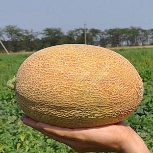 Seminte de pepene galben Clause Maziane F1