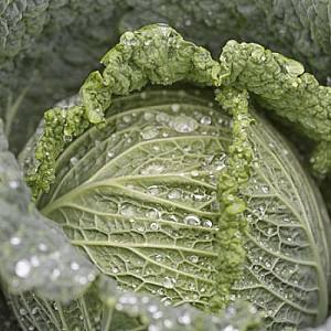 Seminte de varza creata Rijk Zwaan Madlene F1