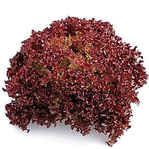 Seminte de salata Rijk Zwaan Carmesi RZ