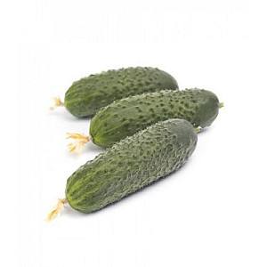 Семена огурца Rijk Zwaan Ромара F1