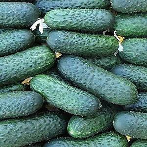 Семена огурца Rijk Zwaan Чайковский F1