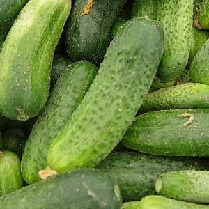 Семена огурца Rijk Zwaan Шакти F1
