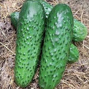 Семена огурца Rijk Zwaan Рубинштейн F1