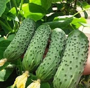 Семена огурца Rijk Zwaan Кантара F1