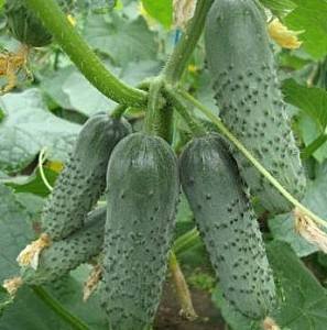 Семена огурца Rijk Zwaan Ленара F1