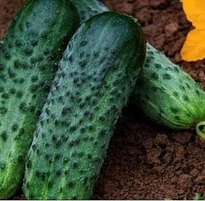 Семена огурца Rijk Zwaan Компонист F1