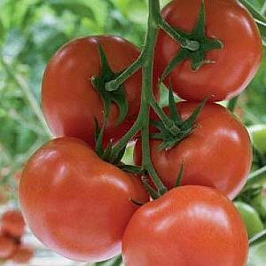 Seminte de rosii Rijk Zwaan Beril F1