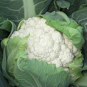 Seminte de conopida Rijk Zwaan Chambord F1