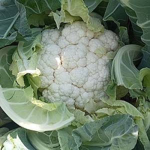 Seminte de conopida Nongwoo Bio Bianca F1