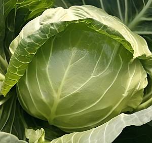 Seminte de varza alba Rijk Zwaan Pushma F1