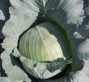 Seminte de varza alba Rijk Zwaan Gintama F1