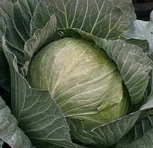 Seminte de varza alba Rijk Zwaan Secoma F1