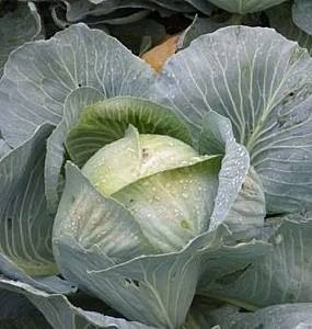 Seminte de varza alba Rijk Zwaan Ancoma F1