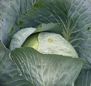 Seminte de varza alba Rijk Zwaan Septima F1