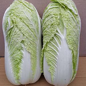 Seminte de varza chinezeasca Kitano Seeds Tensai F1